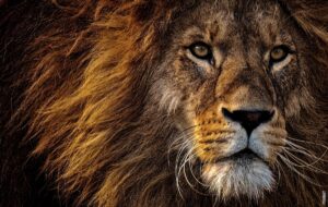 Pročitajte više o članku Tko je jači: lav ili tigar