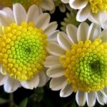 Tko su bili Bonnie i Clyde