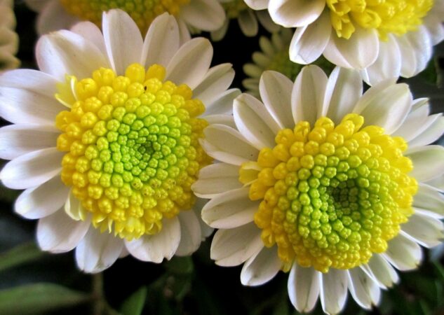 Tko su bili Bonnie i Clyde