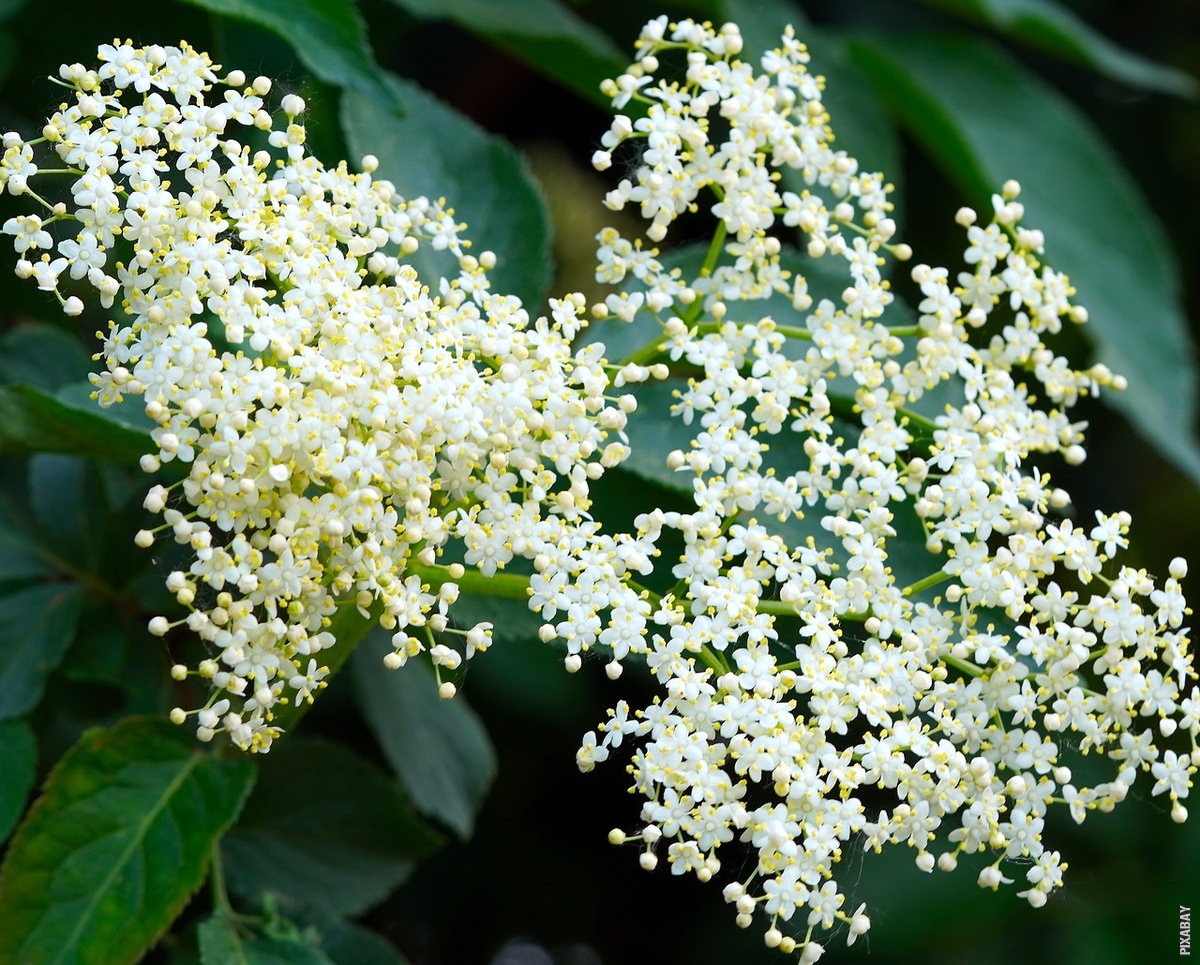 Tko Je Wagner Susjed