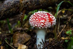 Pročitajte više o članku Zašto su gljive korisne