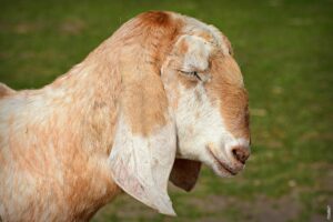 Pročitajte više o članku Zašto se koze ukoče