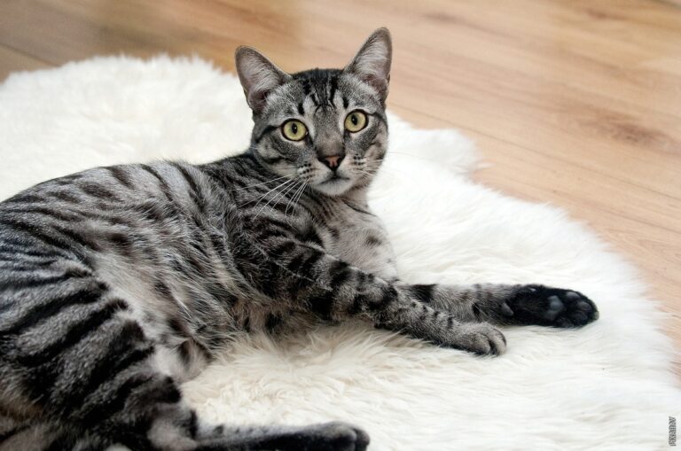 Pročitajte više o članku Zašto se mačke tuku