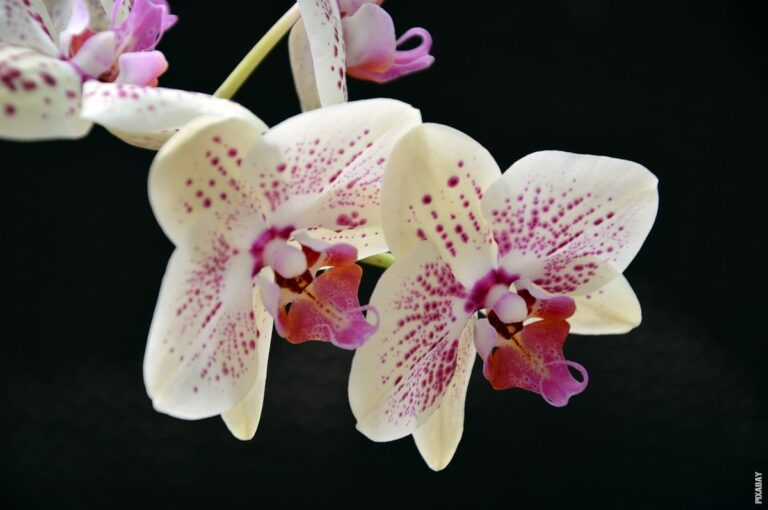 Pročitajte više o članku Zašto se orhideja suši