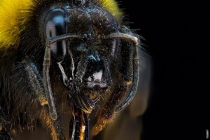 Pročitajte više o članku Zašto se pčele roje