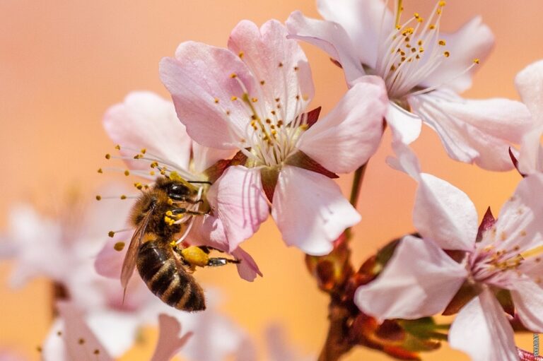 Pročitajte više o članku Zašto su pčele ljute