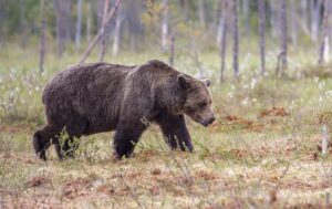 Pročitajte više o članku Čega se ursus boji