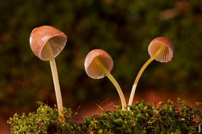 Pročitajte više o članku Koje su jestive gljive