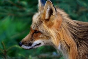 Pročitajte više o članku Čime se hrani lisica