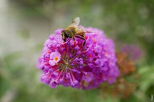 Pročitajte više o članku Čime se pčele hrane
