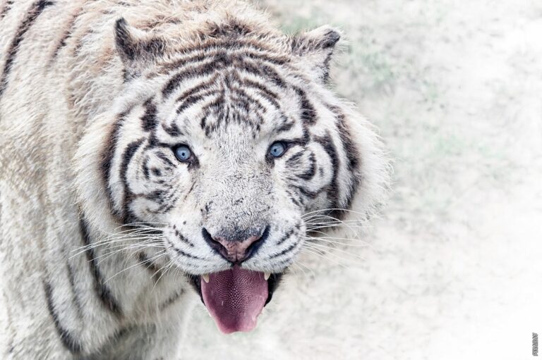 Pročitajte više o članku Čime se tigar hrani
