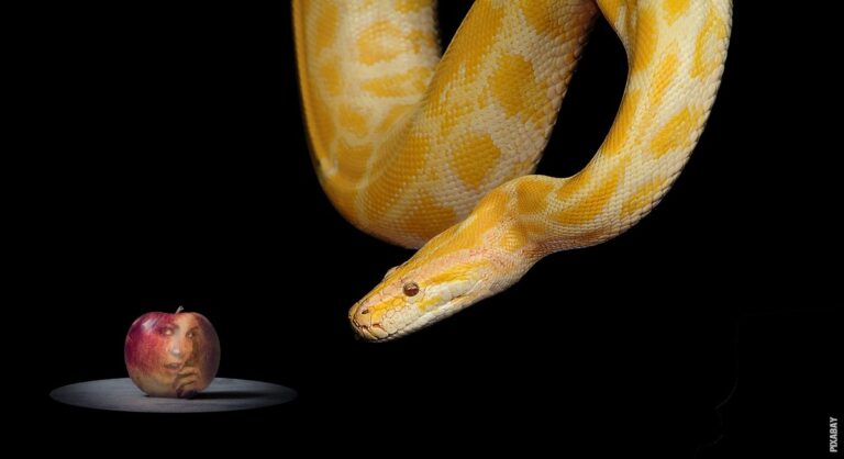 Pročitajte više o članku Čime se zmije hrane